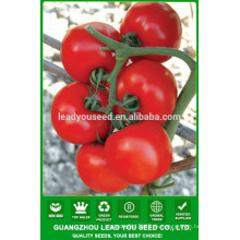 NT45 Zanda Hybrid F1 Tomatensamen resistent gegen TYLCV Tomate